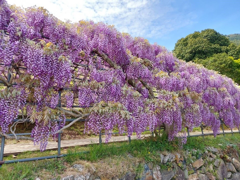 【北九州】藤の花