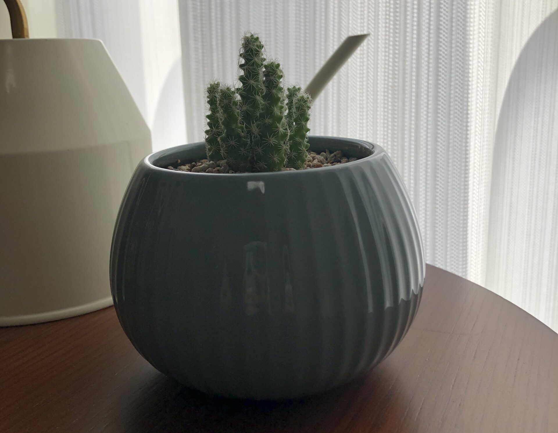【北九州】お家の植物たち