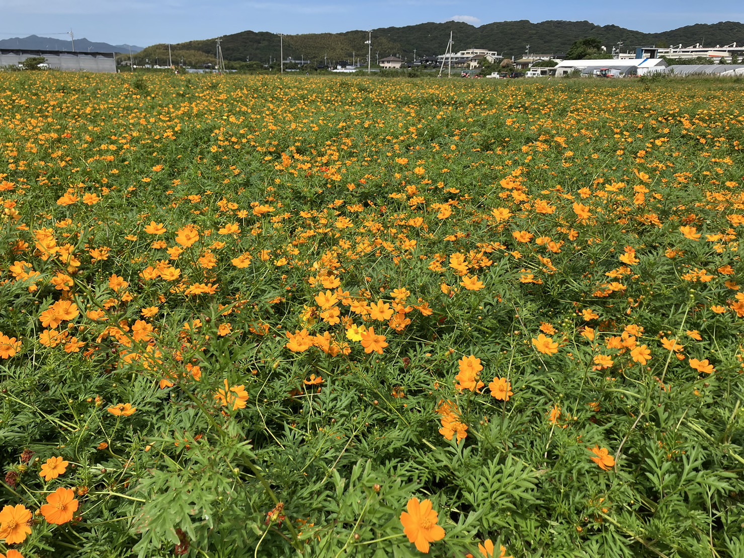 【下関】黄色いコスモス