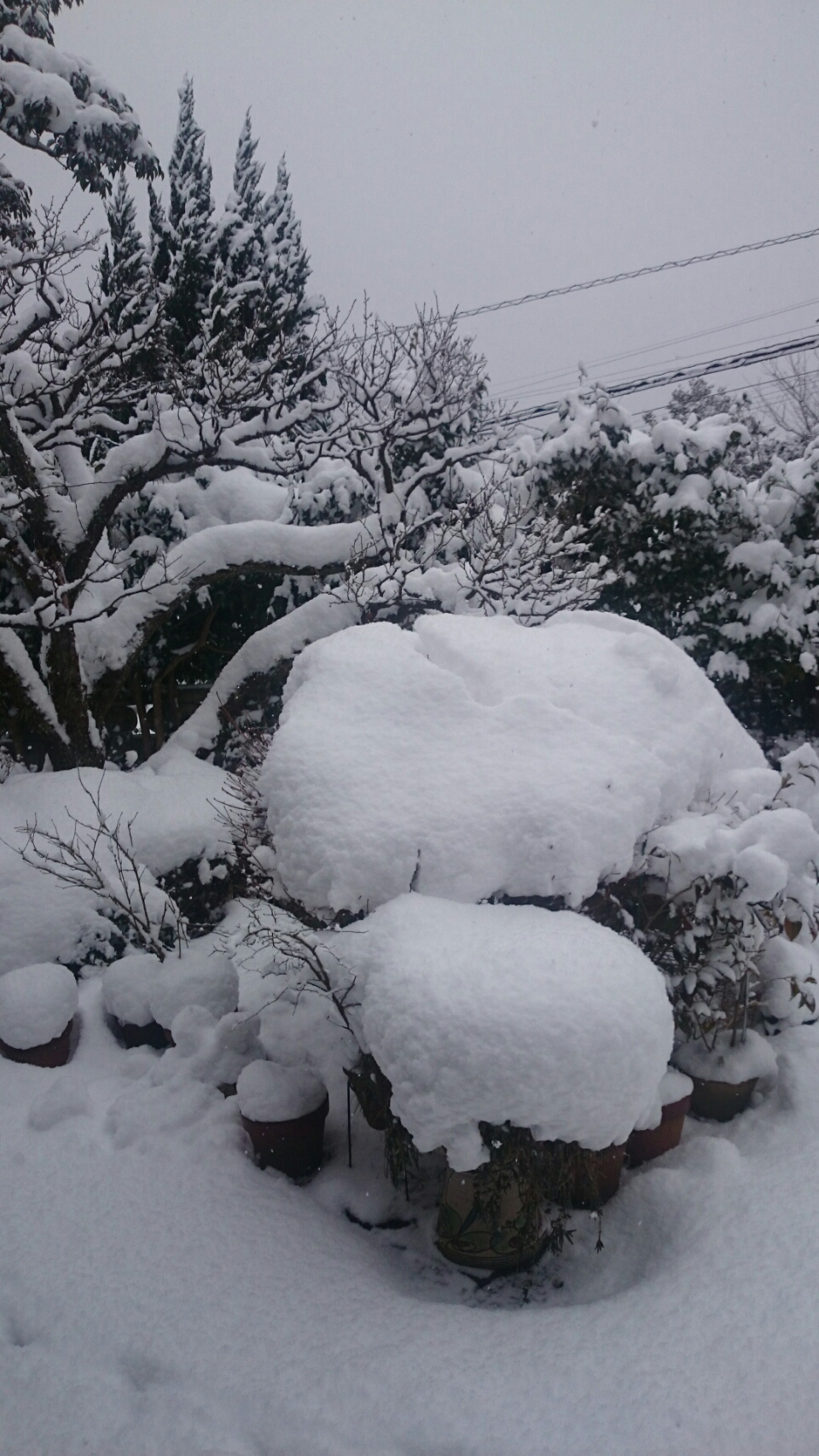 【福岡】初雪