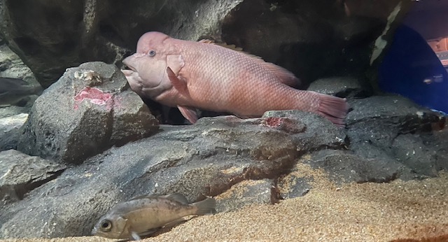 【山口・宇部】水族館