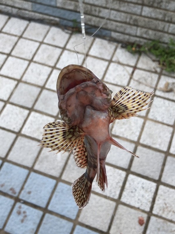 【宇部】釣りブーム