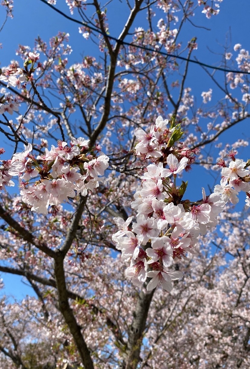 【下関】春
