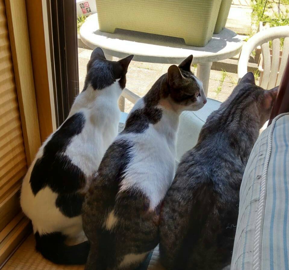 【福岡】愛猫