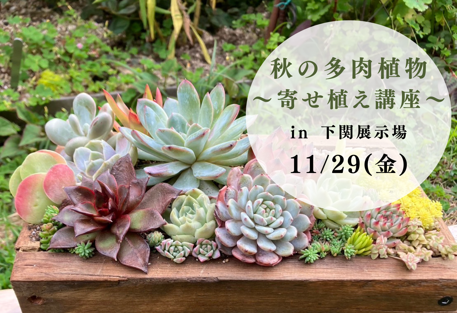 秋の多肉植物～寄せ植え講座～＠下関展示場