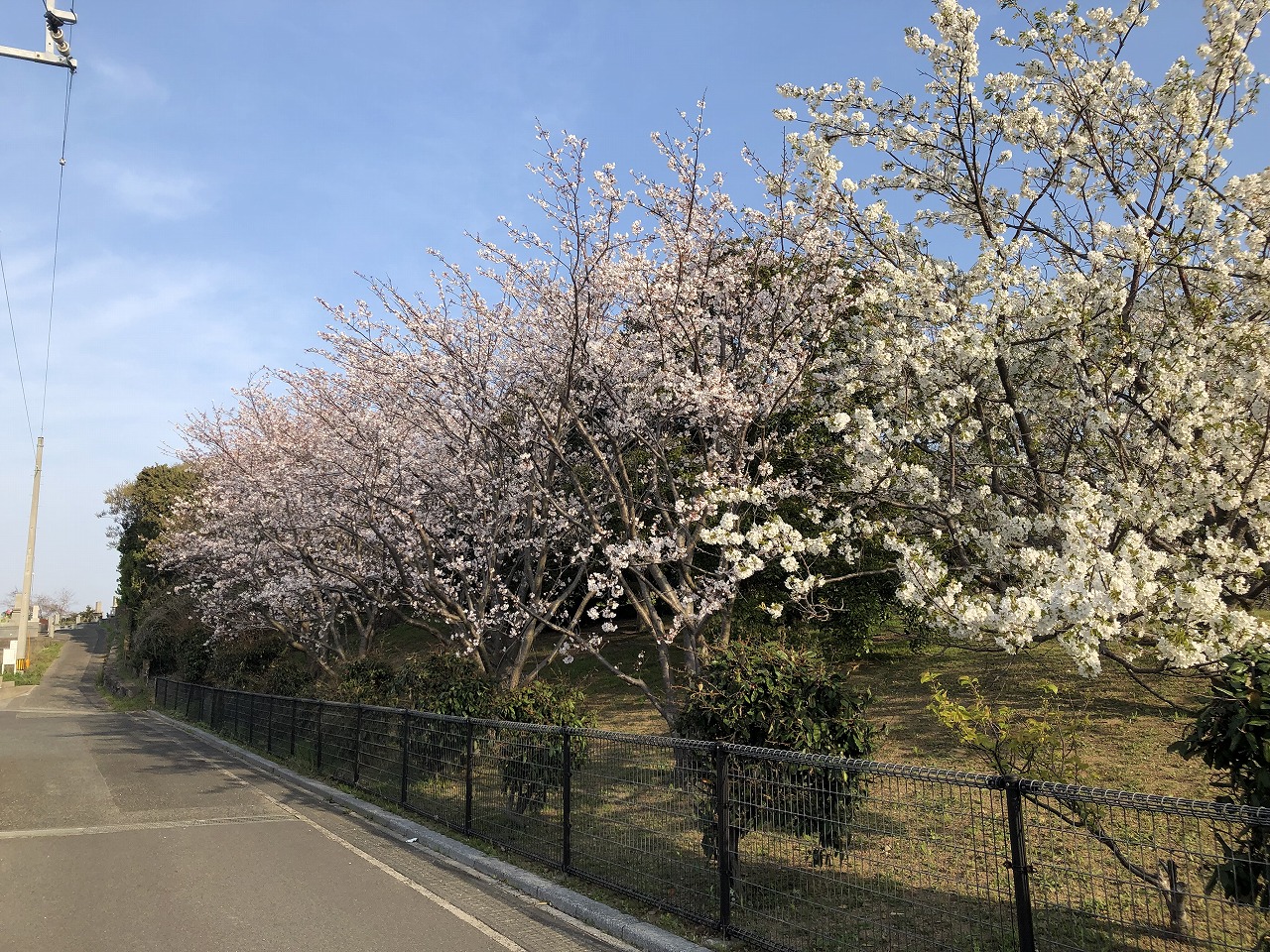 【下関】さくら満開の中・・・