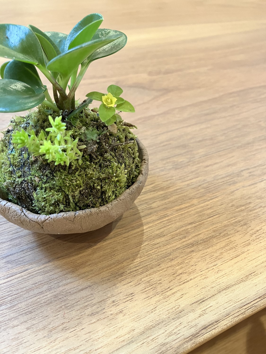 【エコショップCOM】苔玉