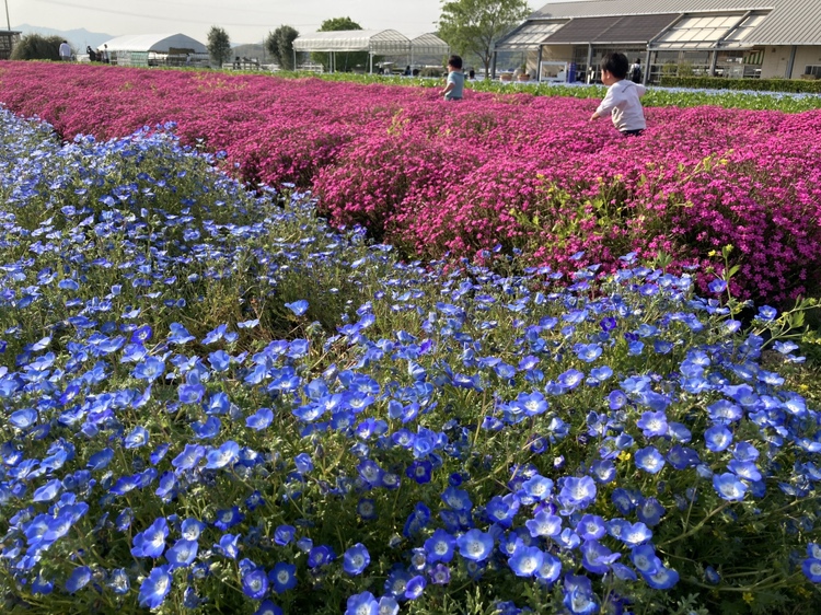 【下関支店】花に触れる