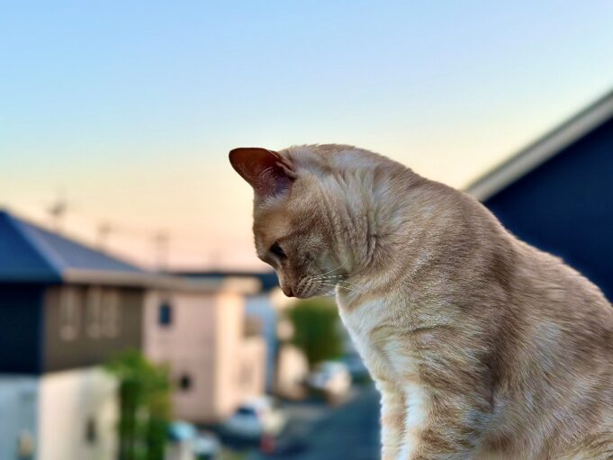 【山口・宇部】猫ちゃんの成長