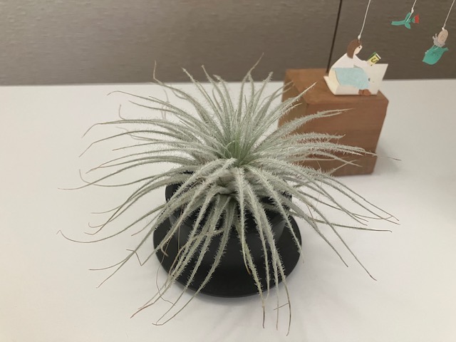 【福岡】🌵はじめまして福岡🌵