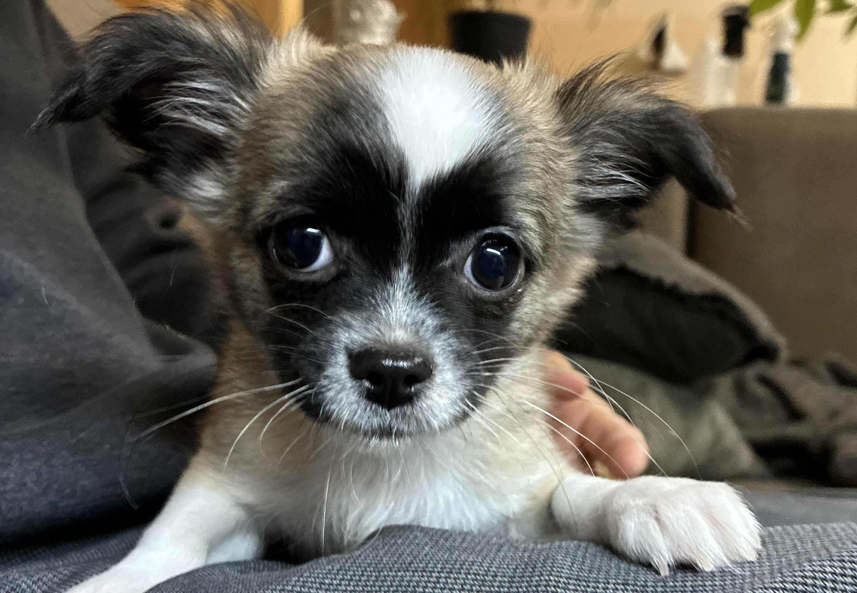 【北九州】新しい家族