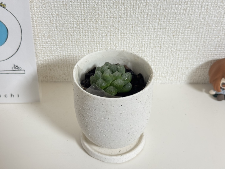 【周南】多肉植物