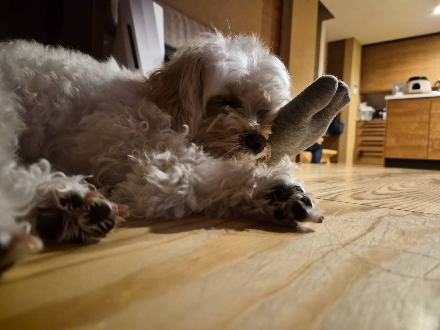 【福岡】安成の家を一番堪能している〝うちの子〟