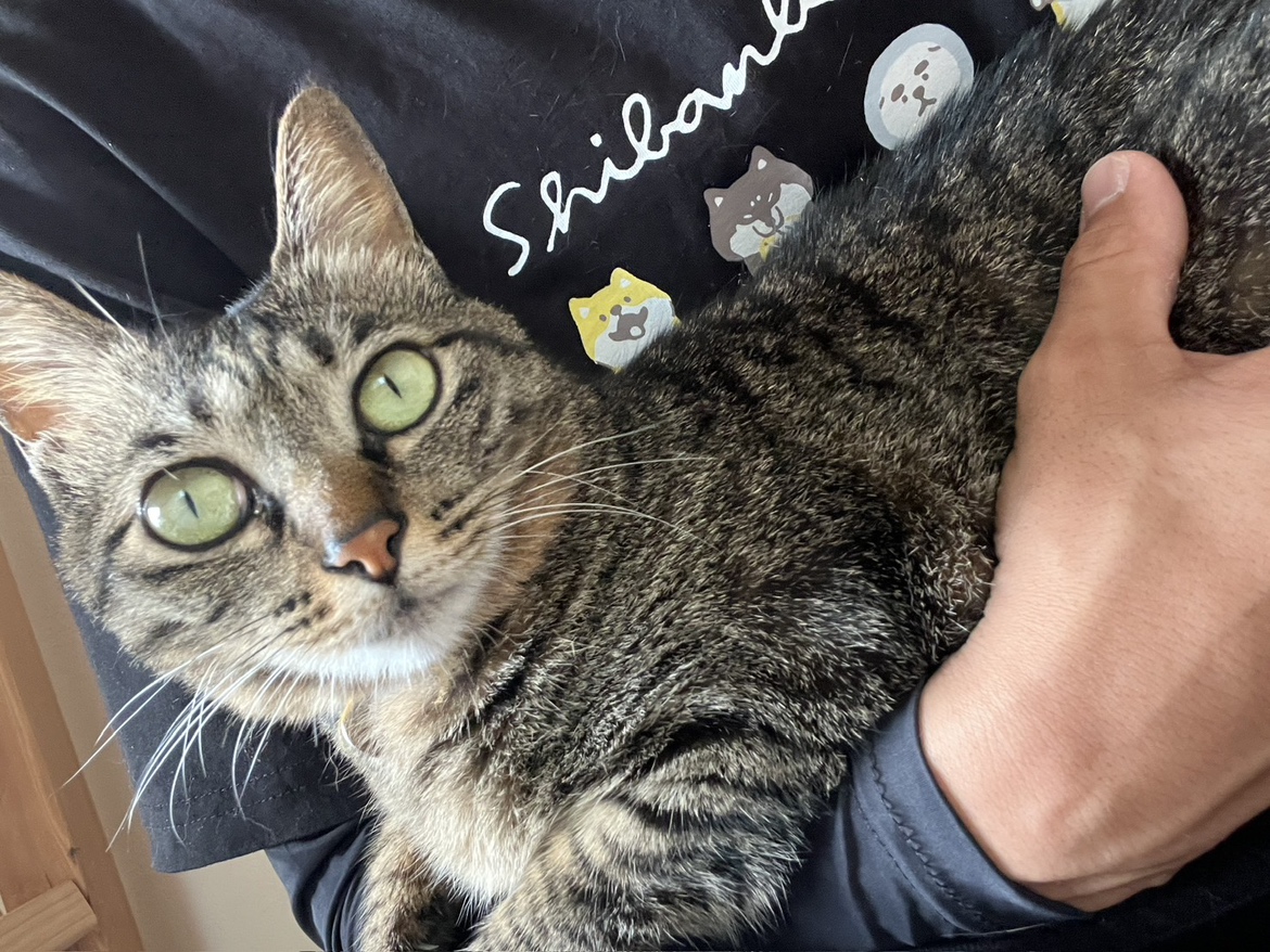 【山口・宇部】愛猫をご紹介