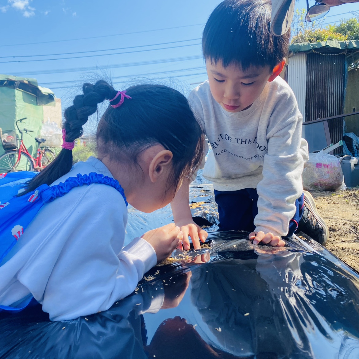 【北九州】トウモロコシの種植え体験