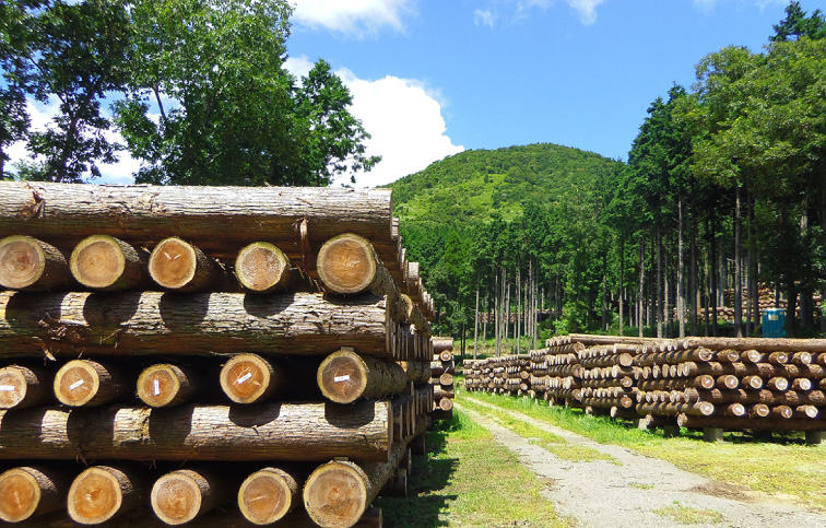 近くの山の木で家をつくる