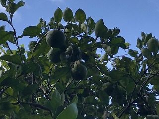 【下関】今年は不作