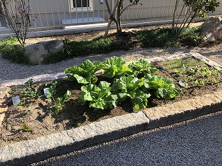 【下関】野菜づくり