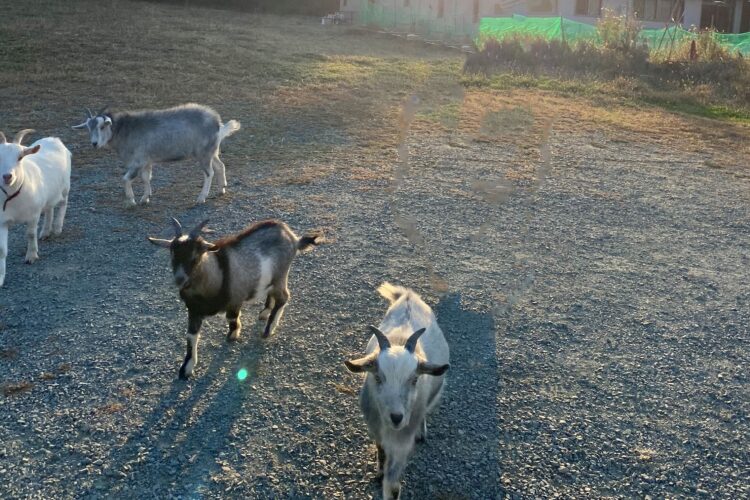 【総合企画室】動物と触れ合えるカフェ