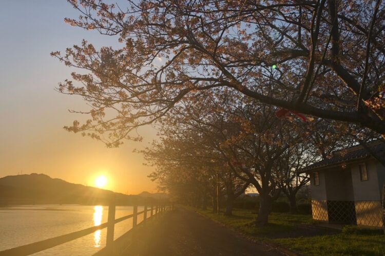 【周南】桜プレゼン〜桜はもうなかった〜