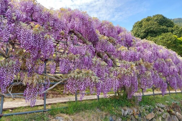 【北九州】藤の花