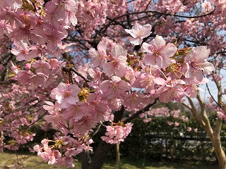 【北九州】春の景色