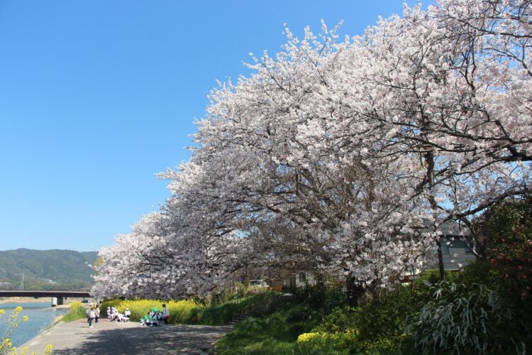 【周南】さくら比べ歩き