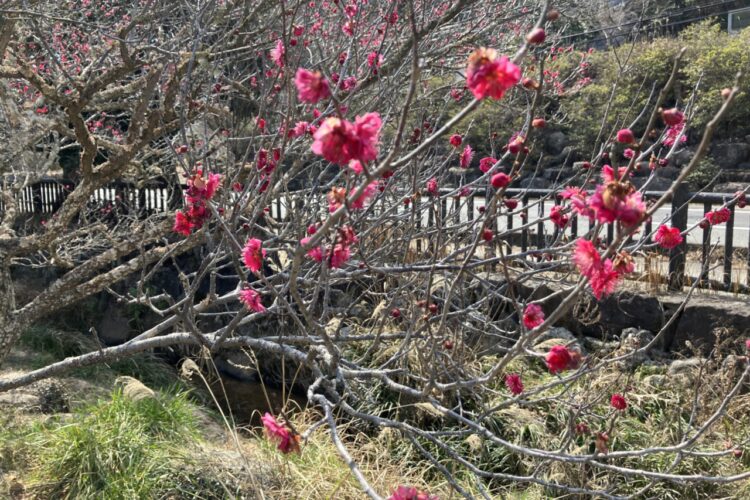 【設計センター】梅見頃間近　東行庵