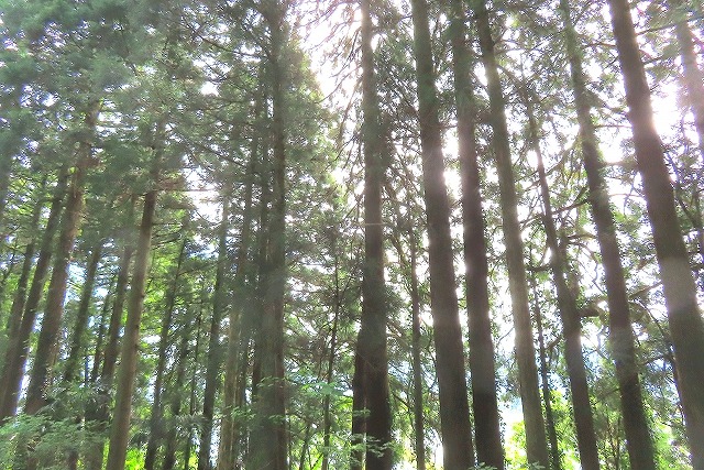 九州大学と木の家の健康を研究する会が、杉材の香りがもつ機能性について新しい研究結果を発表しました。