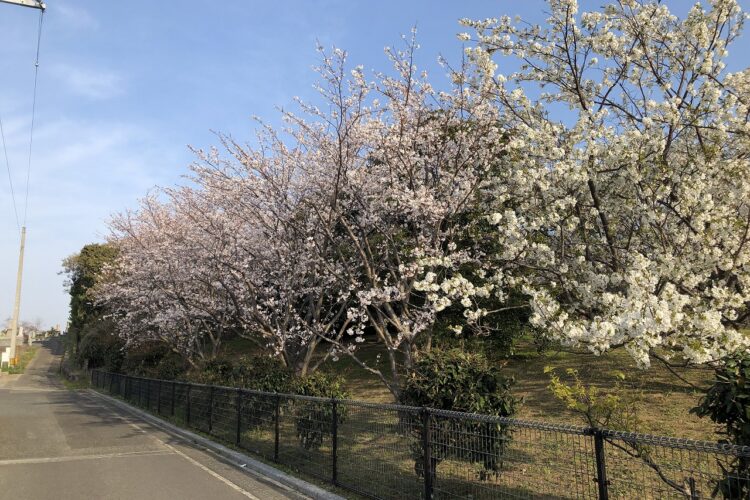 【下関】さくら満開の中・・・