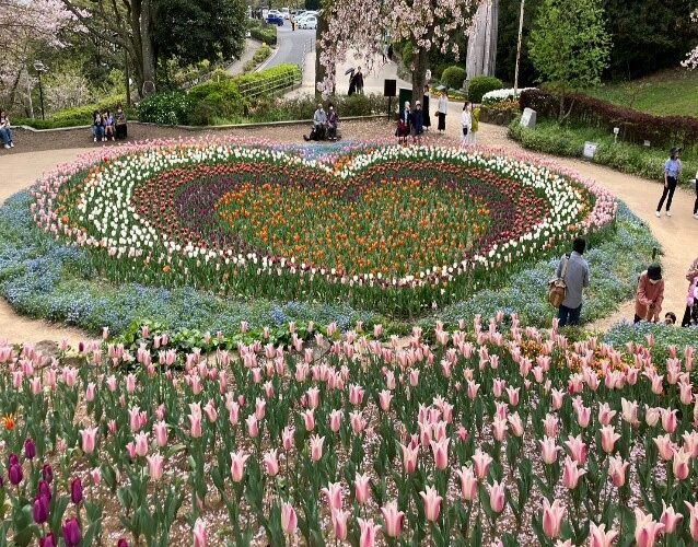 【下関】トルコチューリップ園