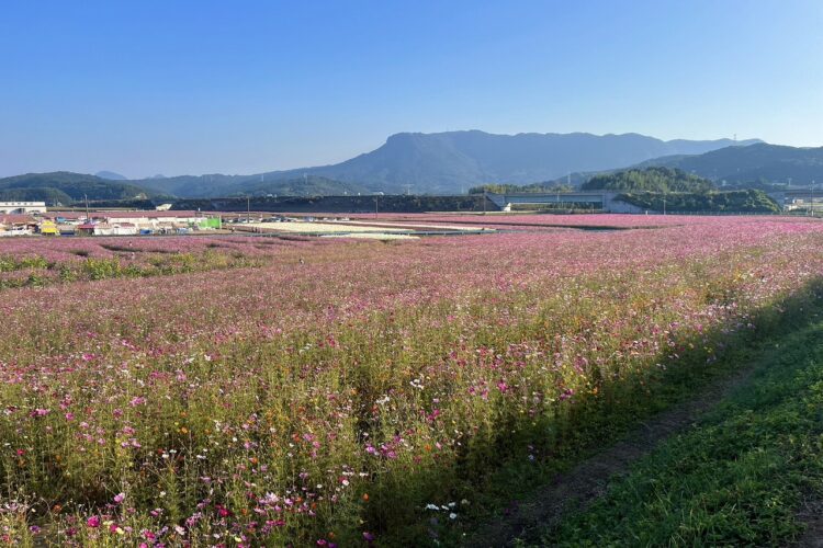 【山口】10月のお散歩